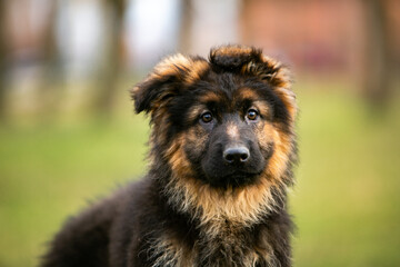 german shepherd puppy