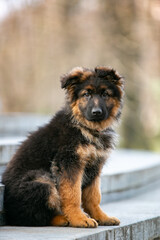 german shepherd puppy