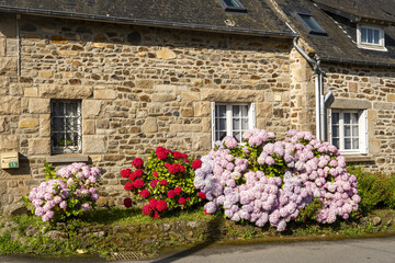 Hydrangea flower fields in Perros Guirec, Brittany, France	


