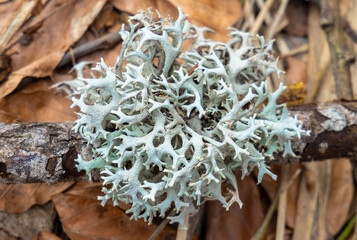 Close-up with a Pseudevernia furfuracea lichen