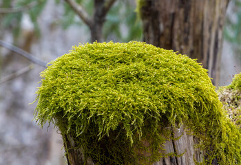 Close-up of green moss on a stump in the forest