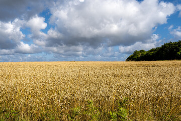 A field of golden wheat with ears of wheat ready for harvest. The scene evokes a peaceful rural atmosphere with a dramatic touch brought by the clouds in Brittany, France.