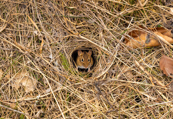 A field mouse coming out of its hole. Portrait of a mouse in a hole in the ground