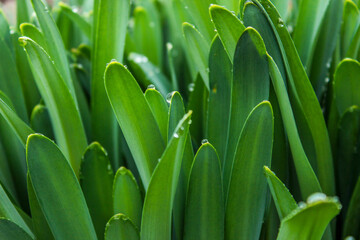 Natural green leaves background. Beautiful green plant is covered with water drops after the rain.