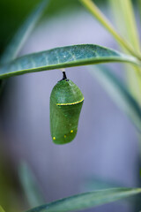 closeup of monarch chrysalis on swan plant