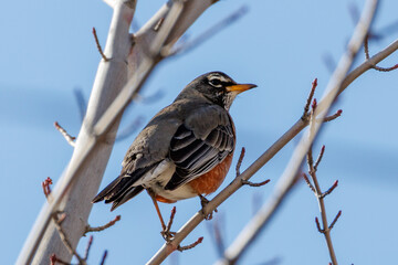 robin on a branch