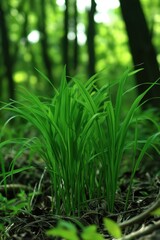 Obraz premium Lush green ferns emerging from soil in forest setting.