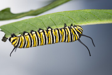 closeup of monarch caterpillar on swan plant