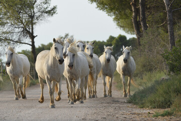 Fototapeta premium white Camargue horses on a path