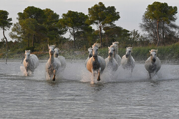 white Camargue horses galloping in the marshes