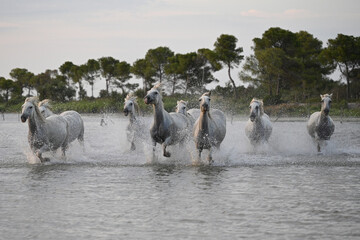 white Camargue horses galloping in the marshes