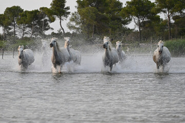 white Camargue horses galloping in the marshes