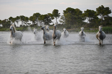 white Camargue horses galloping in the marshes