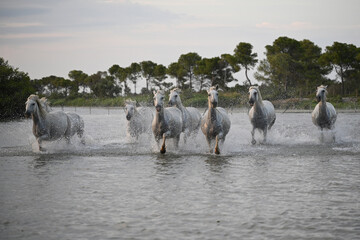 white Camargue horses galloping in the marshes