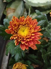 The flowers that are blooming in the garden look beautiful