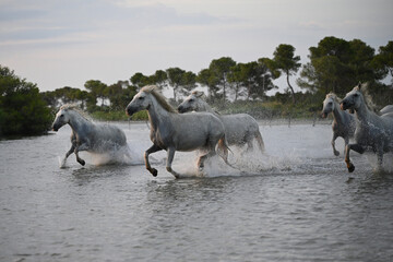 white Camargue horses galloping in the marshes