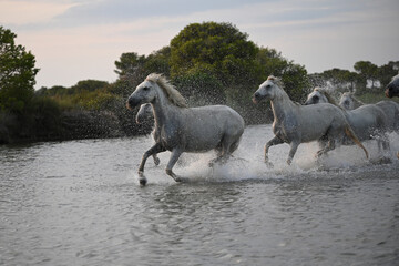 white Camargue horses galloping in the marshes