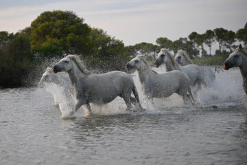 white Camargue horses galloping in the marshes