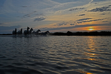 white Camargue horses galloping in the marshes at nightfall