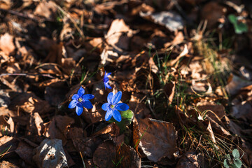Hepatica nobilis on the forest bed in April.