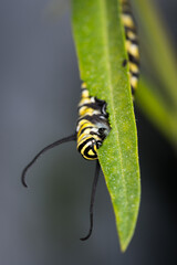 closeup of monarch caterpillar on swan plant