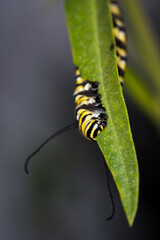 closeup of monarch caterpillar on swan plant