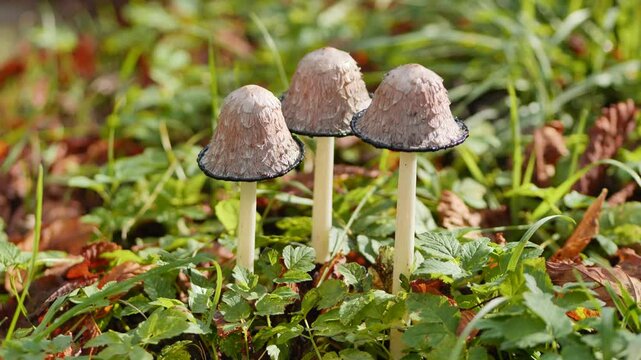 Hare's foot inkcap mushrooms clustered among verdant grass and fallen leaves on woodland floor