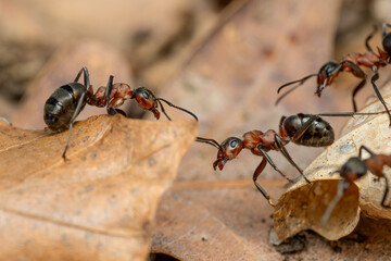 Red Wood Ant - Formica rufa, common popular forest insect from Euroasian forests and woodlands,...