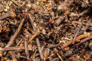 Red Wood Ant - Formica rufa, common popular forest insect from Euroasian forests and woodlands, Zlin, Czech Republic.