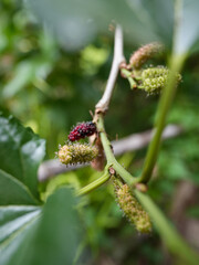 Fresh mulberry black ripe and red unripe on the branch of tree. Healthy fruit. Organic Mulberry fruit tree and green leaves. Medium shrub. Fruit provides fiber and nutrients beneficial.