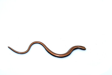 Close up of a baby slow worm snake isolated on a white background