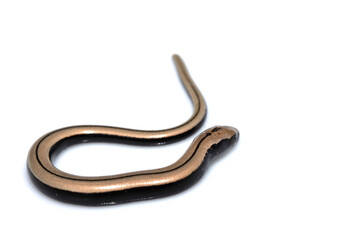 Close up of a baby slow worm snake isolated on a white background