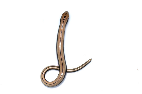 Close up of a baby slow worm snake isolated on a white background