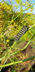 Colorful caterpillar gracefully exploring the vibrant green foliage on a sunny day in a garden habitat