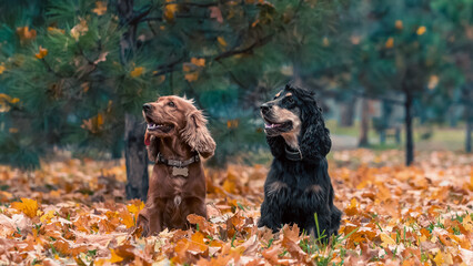 two American cocker spaniel dogs sitting under a pine tree among yellow fallen leaves in autumn