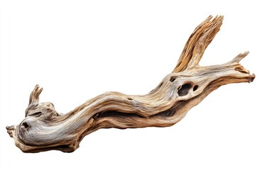 Ancient driftwood branch