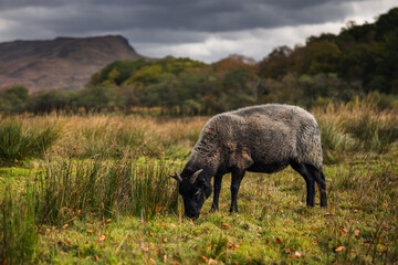 Rolling hills and grazing sheep frame Kilchurn Castle, its ancient ruins reflecting in Loch Awe. A timeless Highland scene bathed in golden Scottish light.