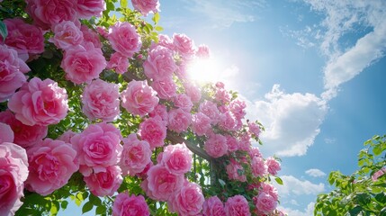 Fototapeta premium A vintage garden gate covered in climbing roses, providing an elegant spring setting with blank areas for branding messages,