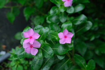 Close-up of three delicate pink flowers amidst lush green foliage