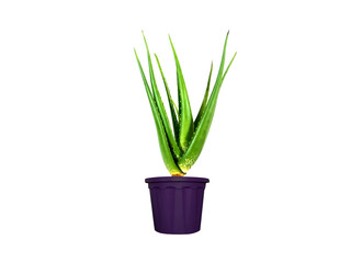 aloe vera or aloe fresh pot plant isolated on white background