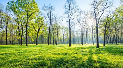 A misty spring morning in a forest with rays of sunlight filtering through trees, offering a magical setting with blank margins,