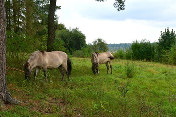A close up on a herd of white and grey horses grazing, looking for food and resting after a ride in a deep grass being a part of a vast field or meadow located next to a lush forest or moor in Poland