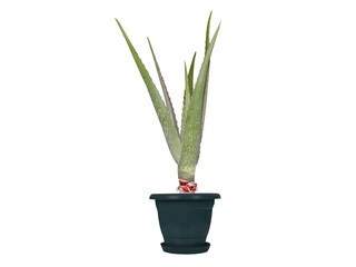 aloe vera or aloe fresh pot plant with leaves isolated on white background