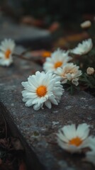Obraz premium White daisies bloom on a stone pathway during late afternoon light in a tranquil garden setting, creating a peaceful atmosphere for nature lovers