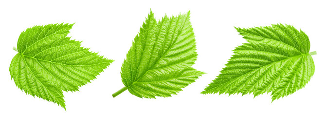 Raspberry leaf collection Clipping Path