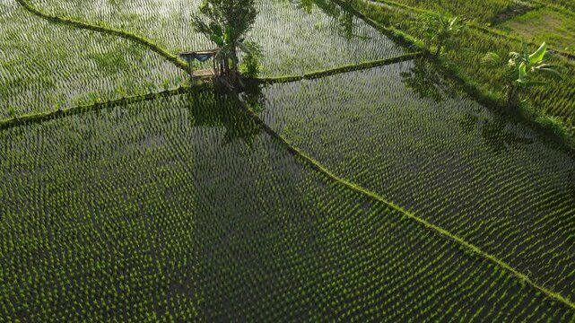 Fly over above scenic paddy farm fields in golden hour morning. Aerial drone video footage of Java Island in Indonesia 