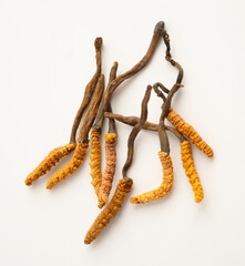 Cordyceps or Ophiocordyceps sinensis mushroom herb is fungus for used as medicine on white background.