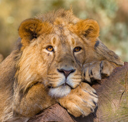 Löwen im Tierpark