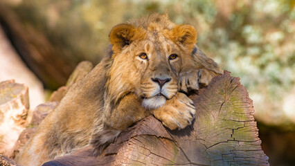Löwen im Tierpark © Harald Tedesco