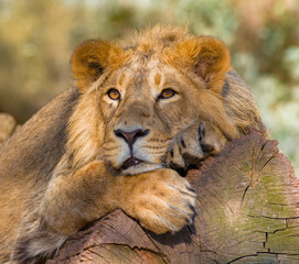 Löwen im Tierpark
